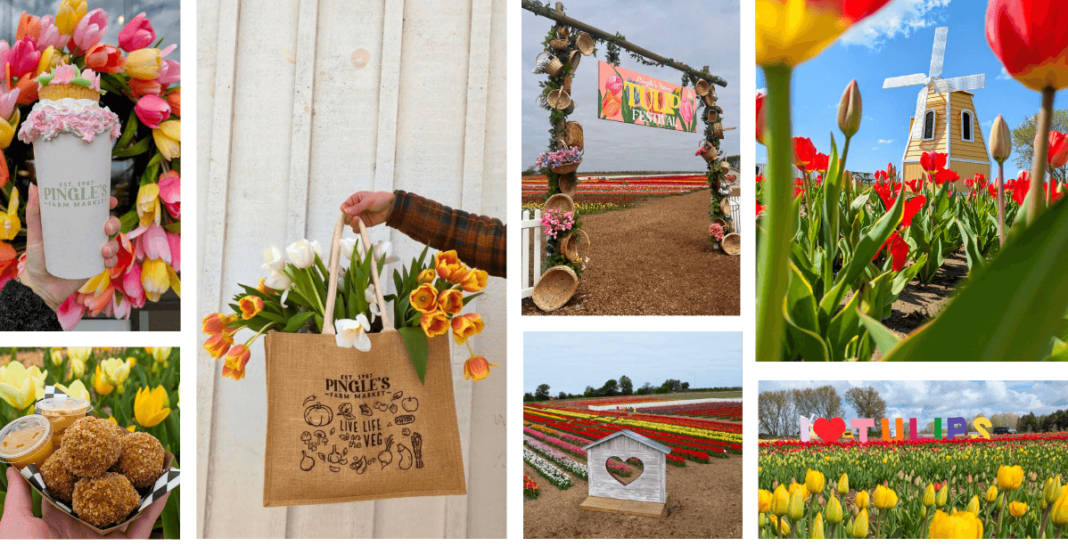 Pingle's Tulip Days | Pingle's Farm